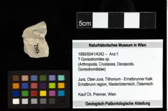 Foto (Objekt + Etiketten) von ? Goniodromites sp. 